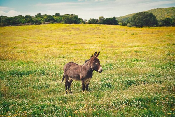 Queen Jenny's Farm Donkey Fram